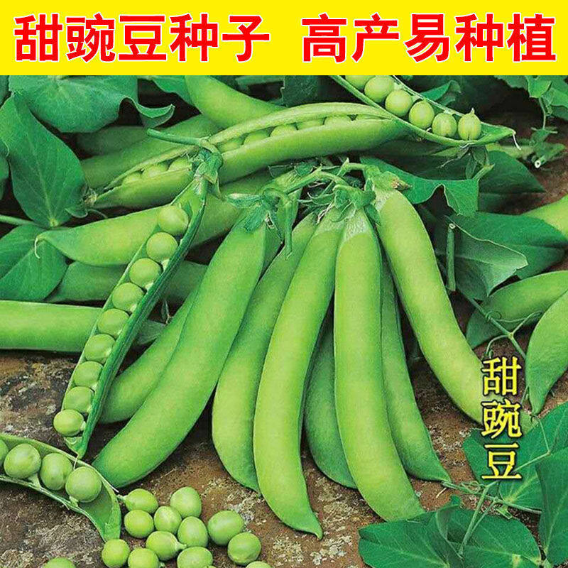 豌豆种子高产甜脆豌豆种子水果豌豆种子大荚青豌豆早熟荷兰豆种子