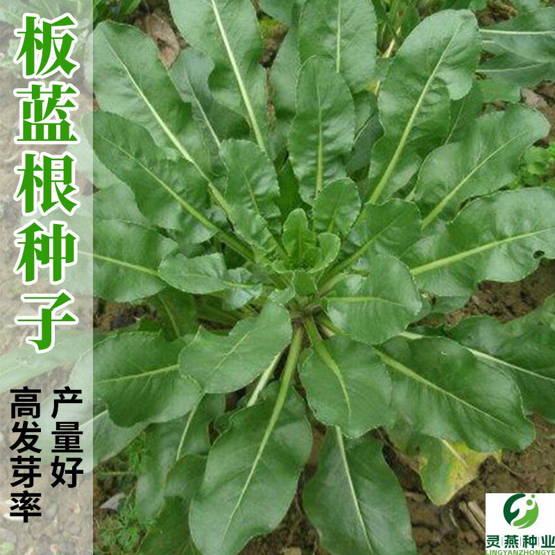野生大青叶种孑板蓝根种子种植苗春秋冬四季阳台盆栽药草药材种籽