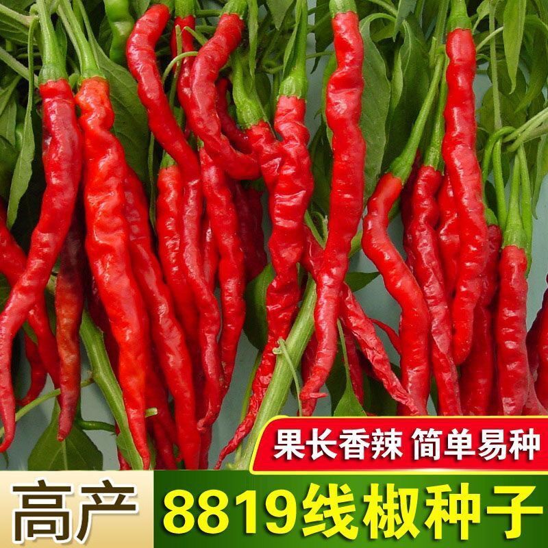 超长辣椒种子香辣王线椒种籽杭椒早熟高产四季播盆栽大田蔬菜种子
