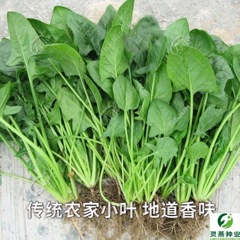 小叶菠菜种子非转基因小青菜波菜阳台四季夏季蔬菜种籽孑耐热圆叶