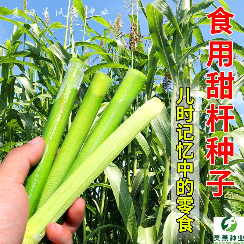 食用甜杆种子水果型高糖甜杆种籽北方小甘蔗甜高粱种子春秋农家种