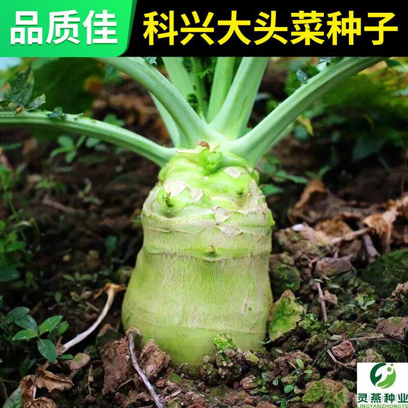 秋播光头芥菜种子新阳台田园种植蔬菜种子 大头菜圆头菜榨菜籽种