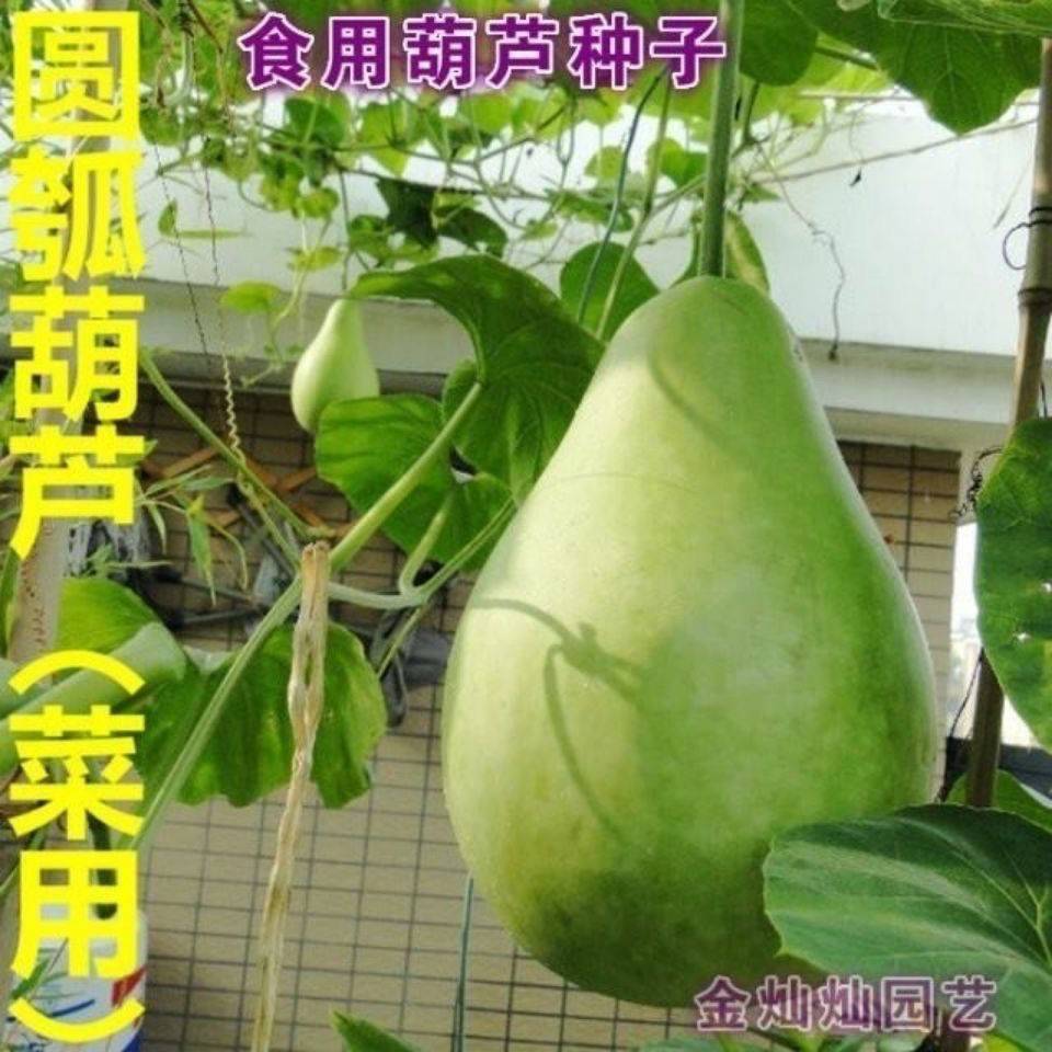 蔬菜种籽葫芦种子超大菜葫芦种子瓢葫芦种子可做水瓢食用葫芦种子