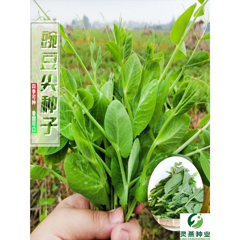 【9.99元3包四季豌豆尖】种子阳台四季可种植盆栽花盆火锅热炒凉