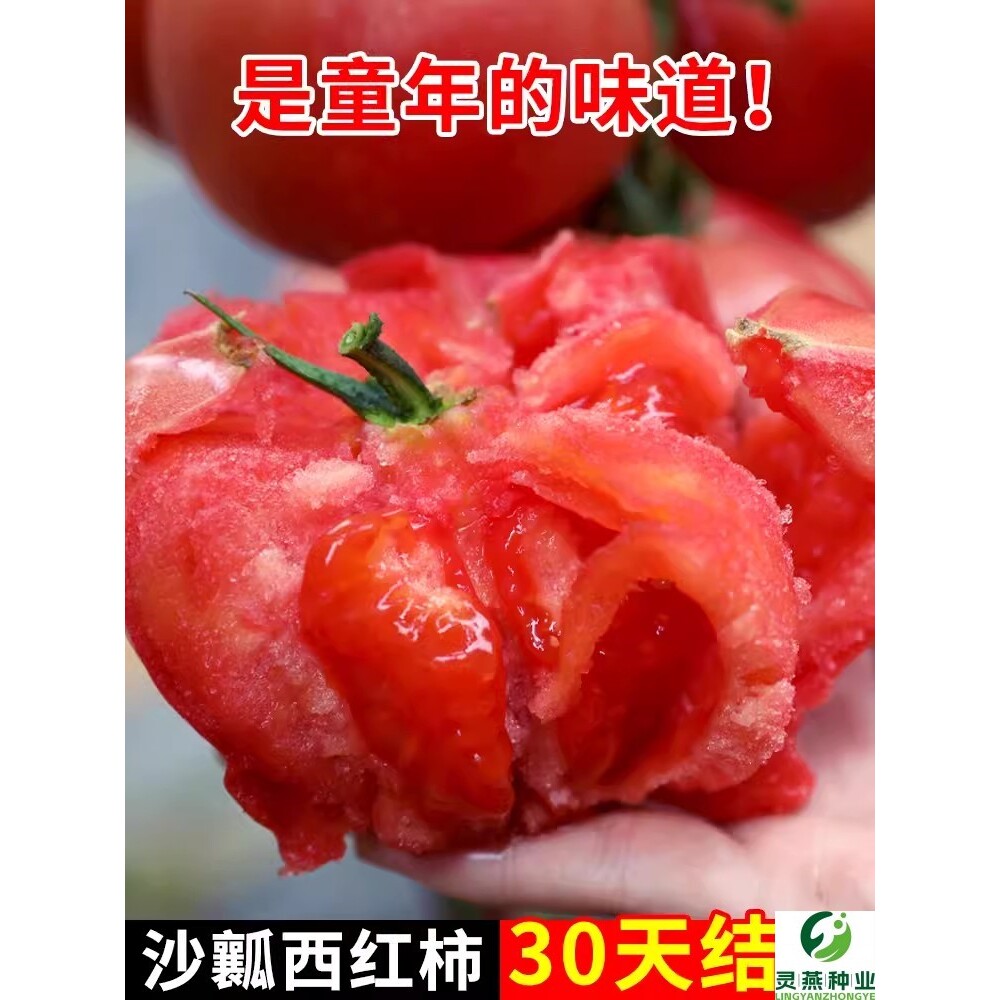 沙瓤西红柿种孑秧苗红粉佳人番茄种子室内圣女果籽盆栽蔬菜苗大全