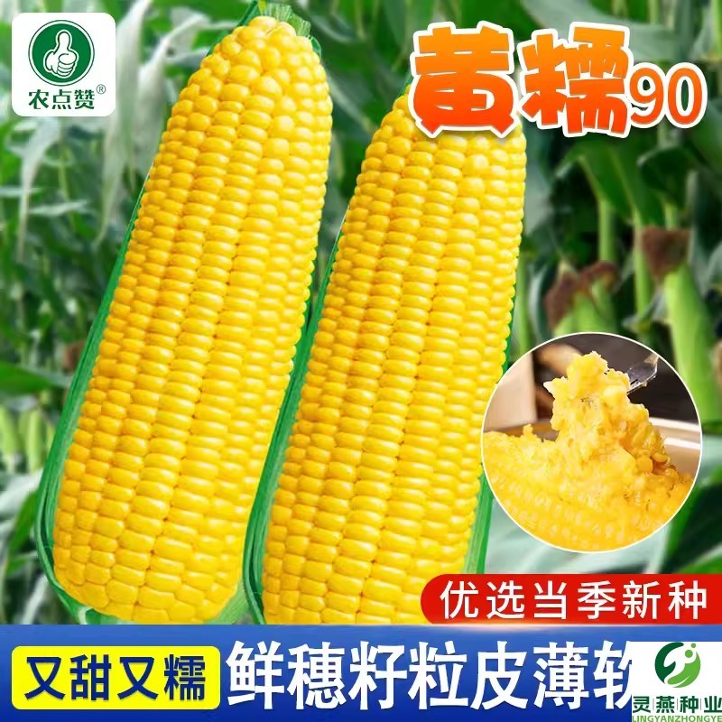 黄金甜粘糯大棒玉米香甜糯玉米种子黄糯粘玉米种子蔬菜种子四季播