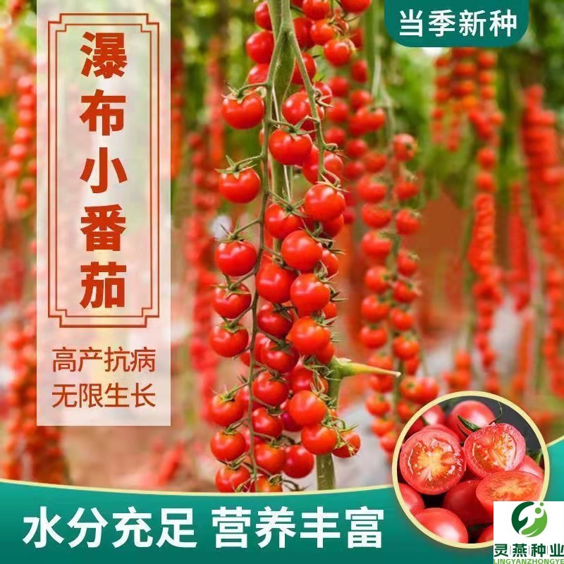 瀑布小番茄种子千禧圣女果西红柿种籽串串小番茄耐热耐寒蔬菜种子