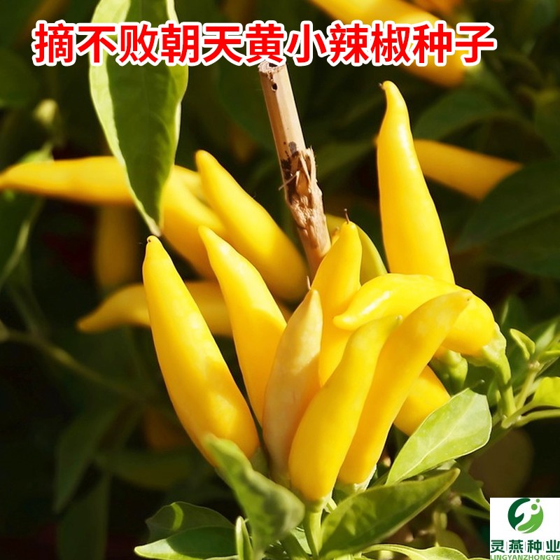 朝天黄小辣椒种子特辣朝天椒泡椒小尖椒种籽簇生小米椒抗重茬辣椒