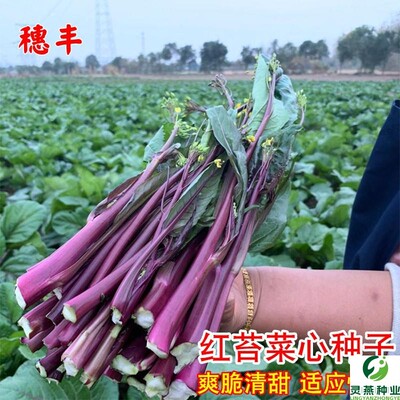 红菜苔种子紫红菜苔菜心蔬莱孑秋季秋冬菜籽菜种四季菜心南方冬季