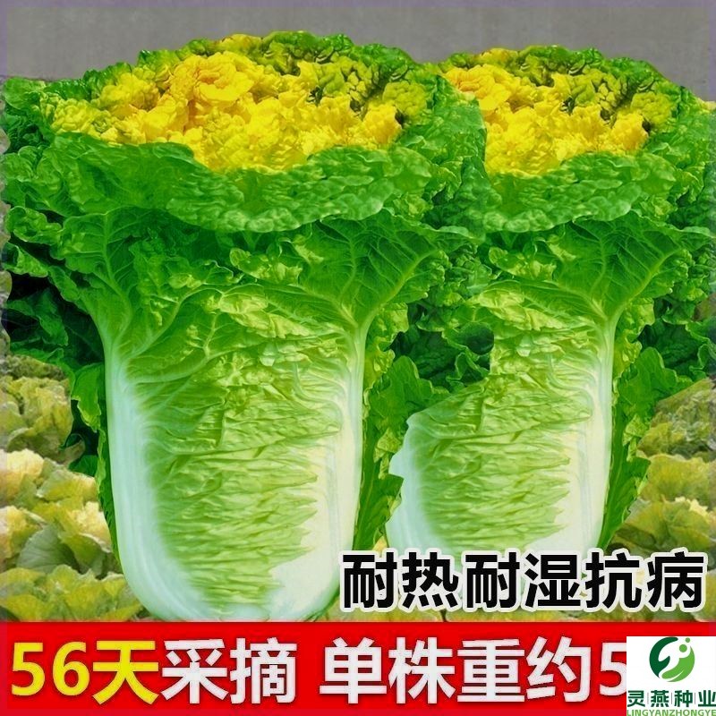 北京小杂56早熟黄心大白菜种子春夏秋包心白菜种高产抗病蔬菜种籽