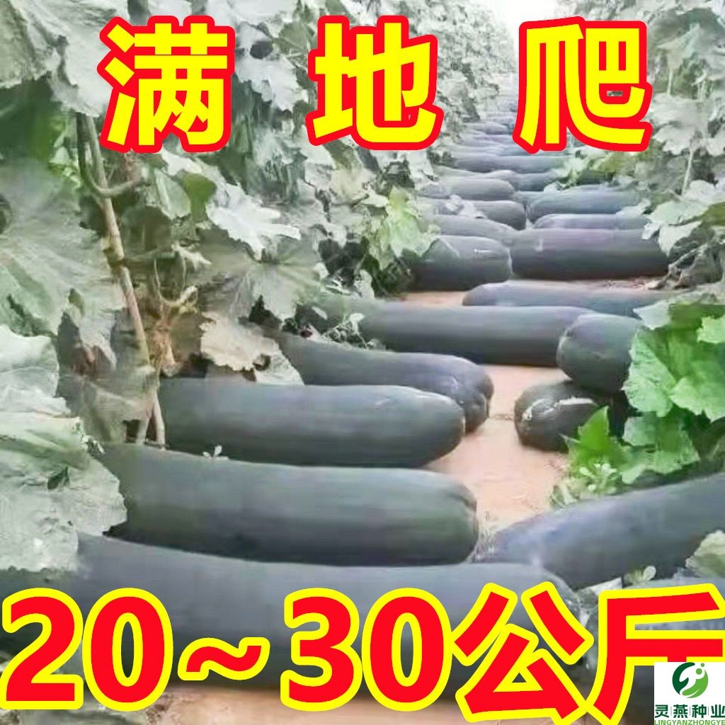 满地爬特大巨型黑皮冬瓜种子大型种高产大冬瓜四季春天盆栽蔬菜种
