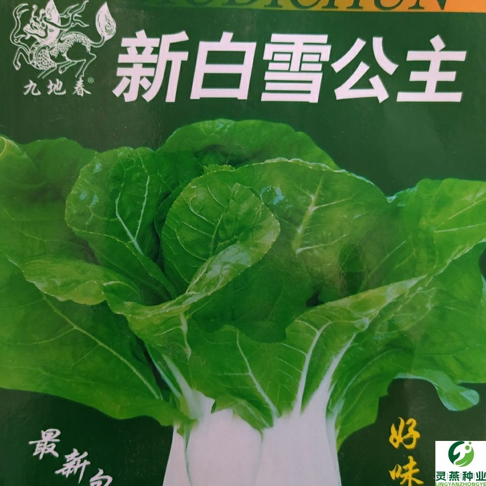 新白雪公主矮脚小白菜种子四季小白菜阳台蔬菜味甜高产速生快菜种