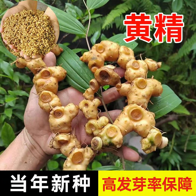 正宗药材黄精种子鸡头黄精多花老虎姜爪子参鸡爪参黄鸡菜玉竹种子