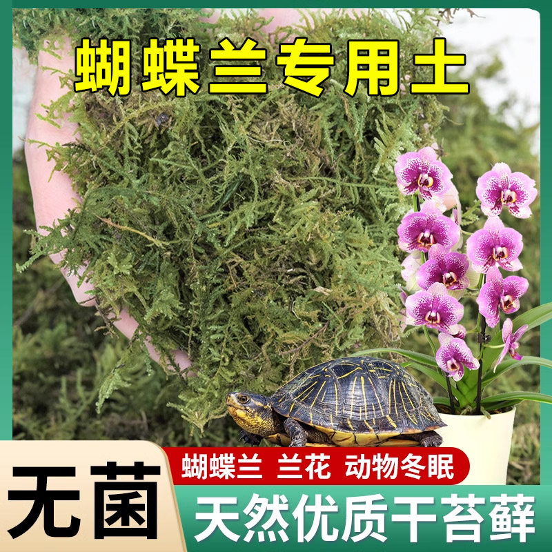 水苔蝴蝶兰专用营养土纯天然干苔藓兰花石斛种植育苗青苔乌龟冬眠