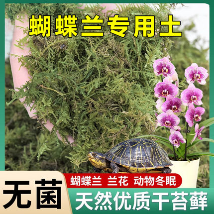 水苔蝴蝶兰专用营养土纯天然干苔藓兰花石斛种植育苗青苔乌龟冬眠