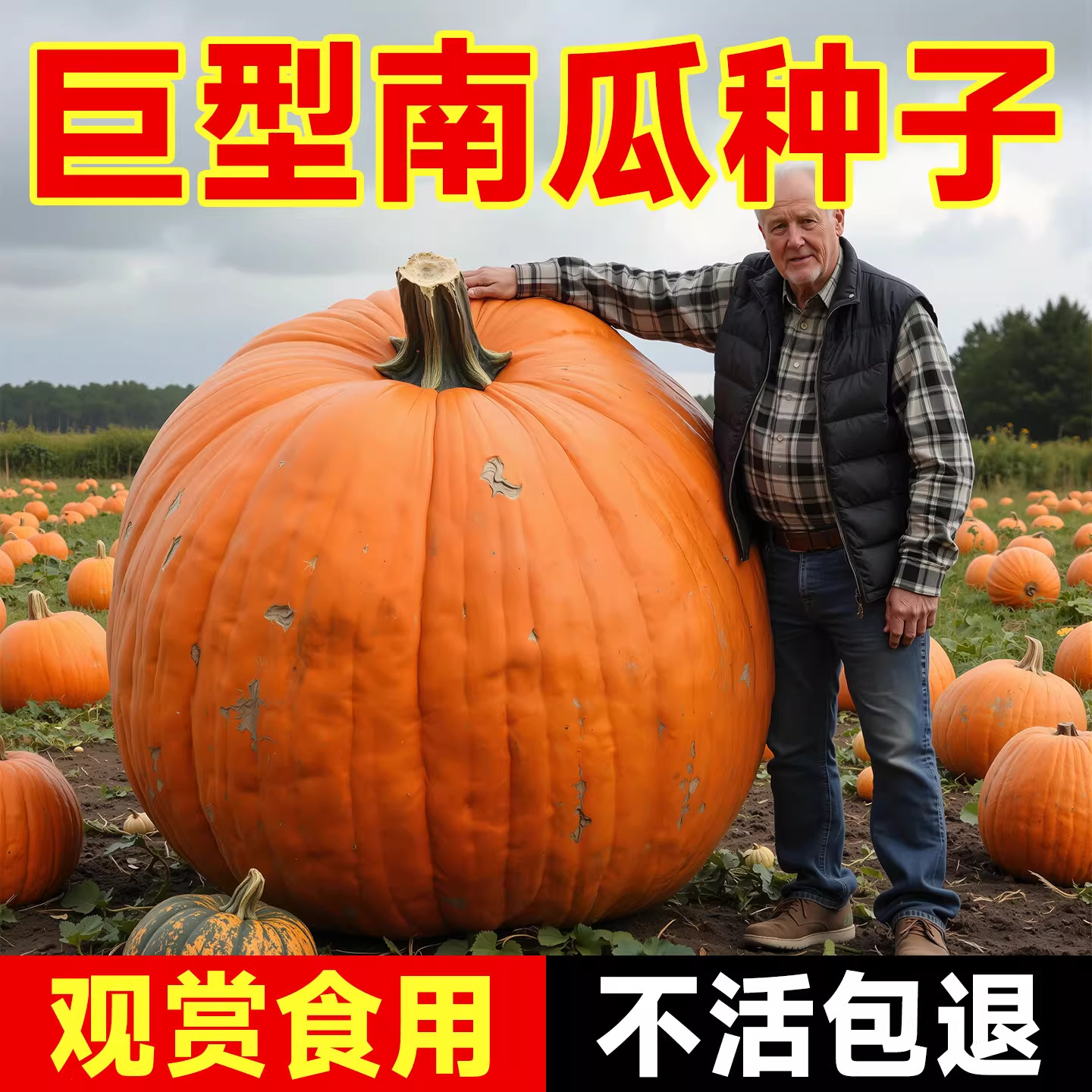 巨型南瓜种籽观赏南瓜四季种植蔬菜种子肉厚大田高产室外大南瓜子