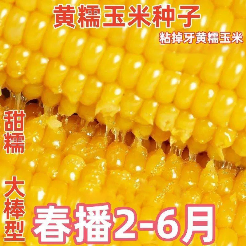 香甜黄糯玉米种子非转基因粘玉米甜玉米春季蔬菜种子黄玉米糯玉米