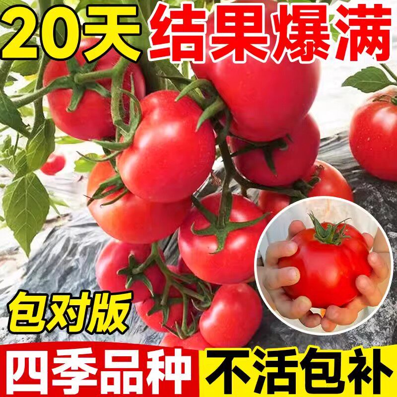 西红柿苗秧普罗旺斯沙瓤矮生大番茄苗老品种蕃茄种孑子盆栽蔬菜苗