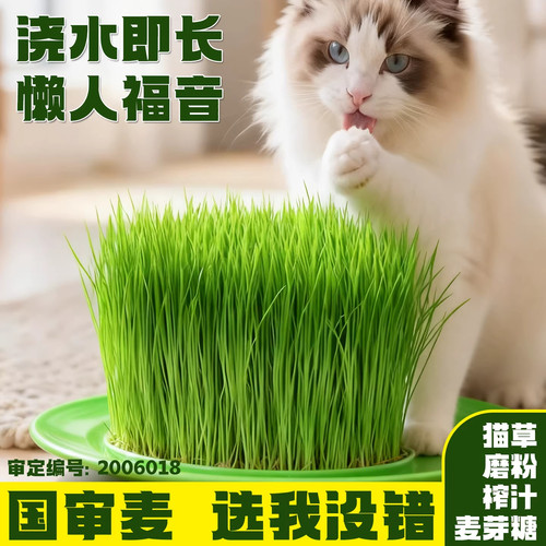 小麦种子猫草种子水培盆栽种植
