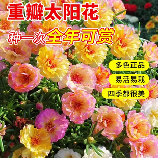 重瓣太阳花种子混色花籽适合庭院子里种的花一年四季易活室外阳台