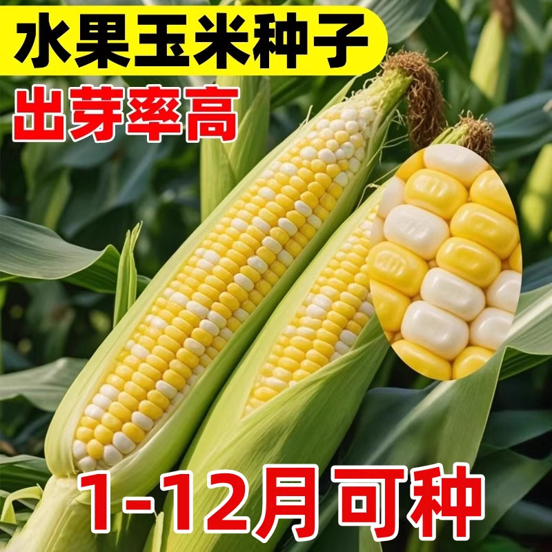 水果玉米种子高产优质超甜四季播种糯玉米种籽甜脆糯粘的好吃玉米,农用物资,玉米种子/种苗,淘宝优惠券,粉丝福利购,淘宝优惠卷
