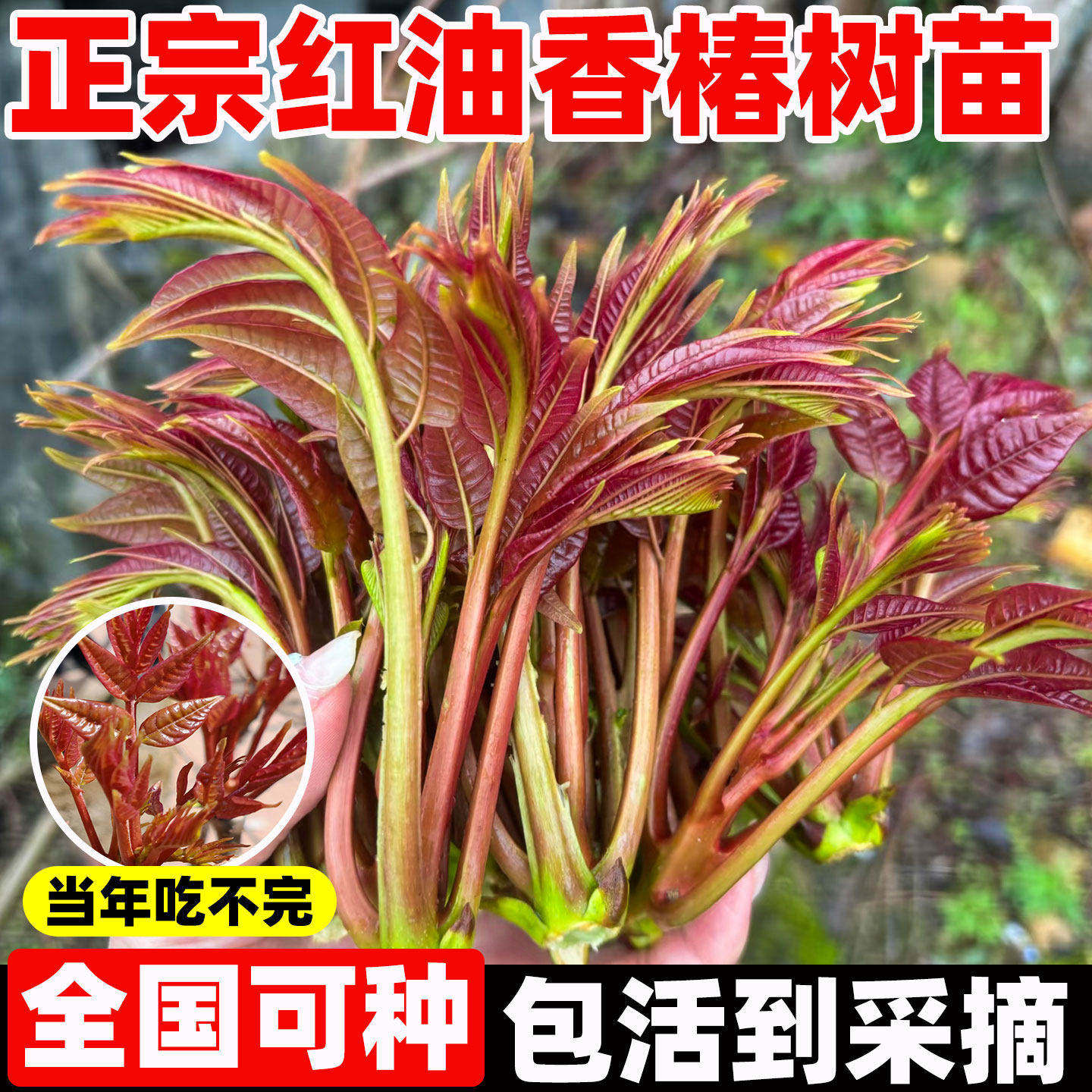 正宗红油香椿树苖矮化食用香春树苗春芽南方种植果树盆栽现挖现发