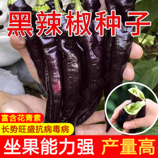 黑辣椒种子中早熟外皮接近黑紫色光亮美观辣味浓辣椒籽蔬菜种高产