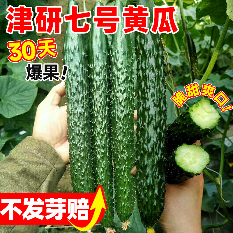 津研七号黄瓜种子绿瓤肉高产早熟春夏秋四季播种阳台盆栽蔬菜种籽