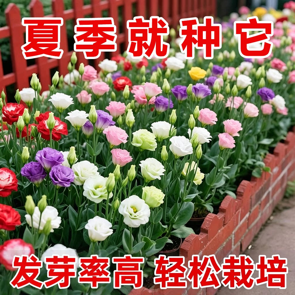混色洋桔梗花种子春夏季易种好活图片