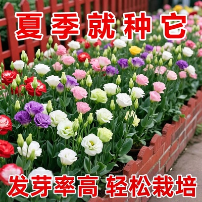 混色洋桔梗花种子春夏季易种好活