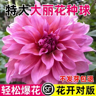 重瓣大丽花种球根大花苗春夏绿植开花卉种籽室内阳台庭院植物好养
