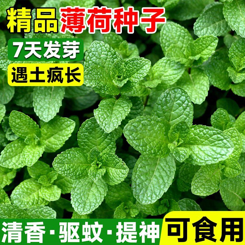 可食用薄荷种籽子四季播种香水留兰香猫薄荷种子驱蚊室内阳台盆栽