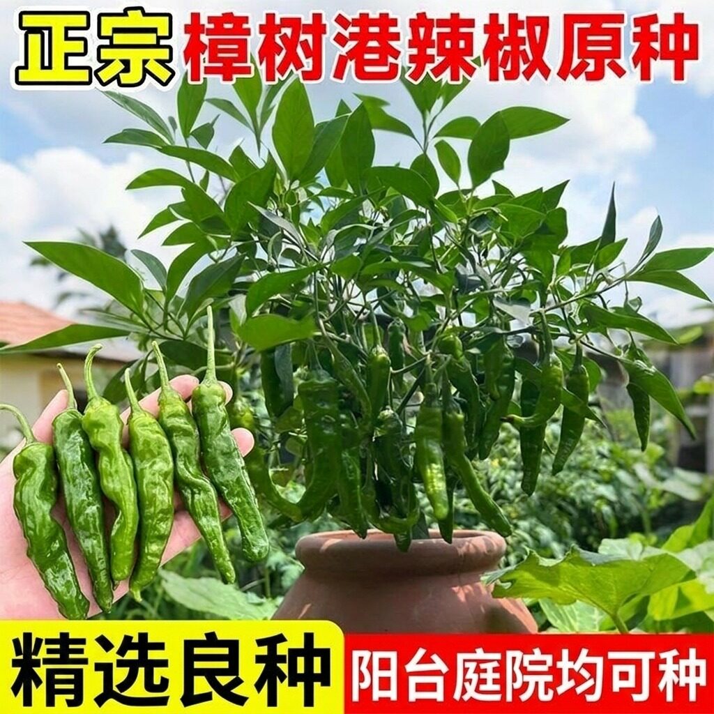 正宗樟树港辣椒种子湖南辣椒种籽子高产朝天椒辣椒种孑盆栽大全