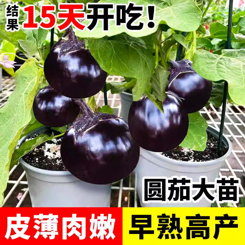 圆茄子苗秧苗早熟黑紫色茄子树苗杭茄种子嫁接蔬菜春季种盆栽菜苗