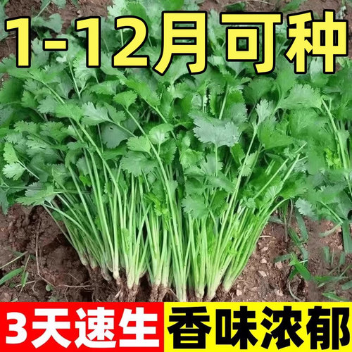 小叶香菜种子四季种植耐寒蔬菜