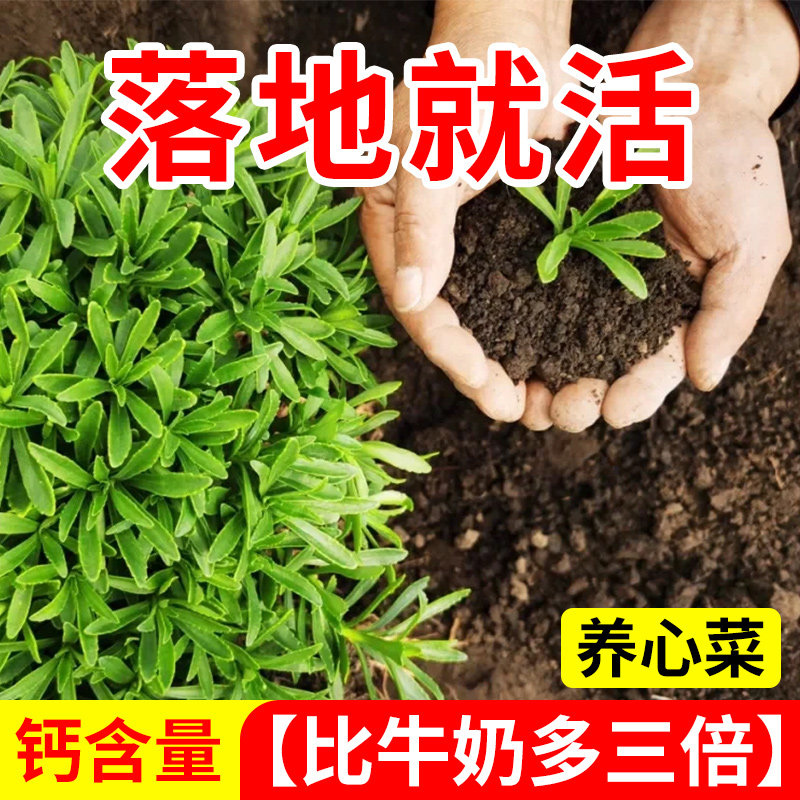 养心菜种子根苗高钙救心菜家庭阳台四季易成活盆栽苗秧不挑环境