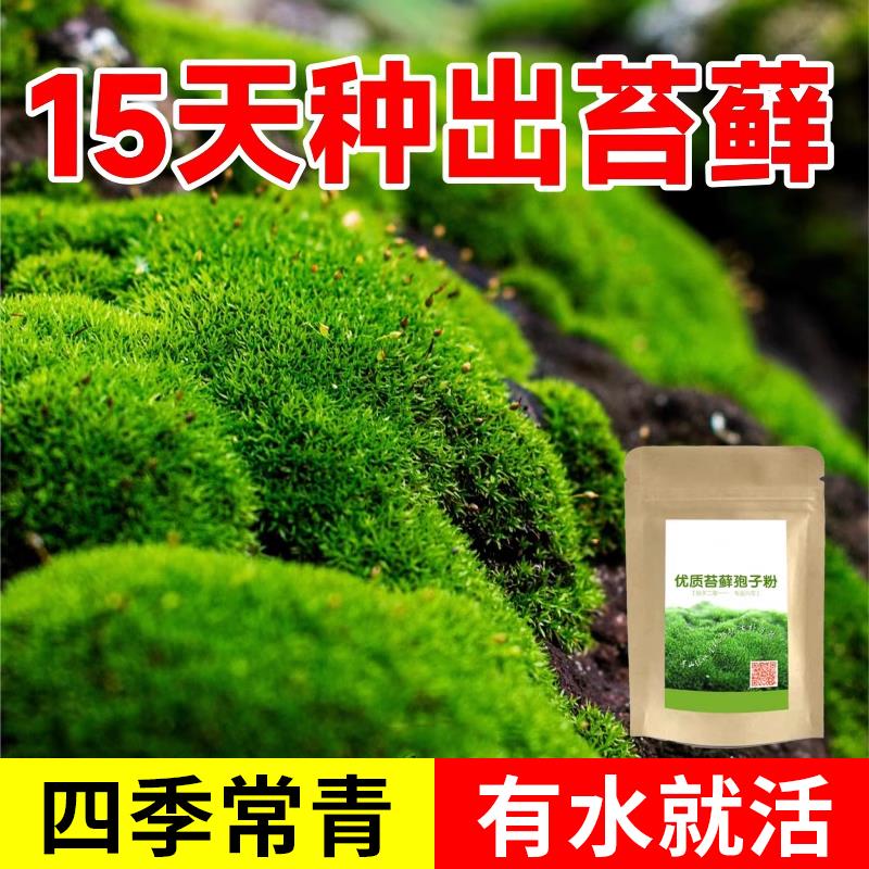 【一撒就能活】苔藓孢子粉