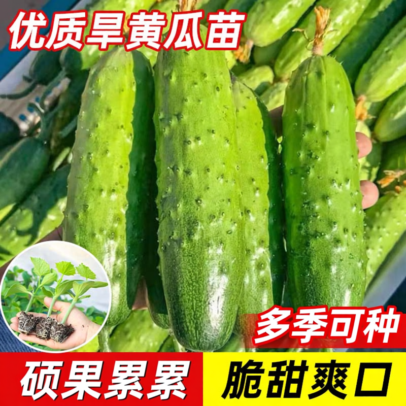 旱黄瓜苗东北老秋黄瓜秧苗蔬菜籽种多季高水果小黄瓜产阳台盆栽