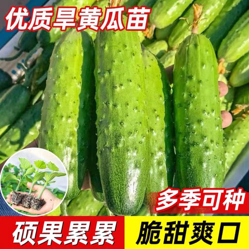 【好养易活】旱黄瓜苗东北秋黄瓜