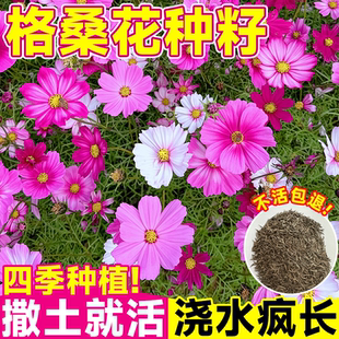 格桑花籽播种季节四季波斯菊庭院花卉七彩矮杆野花组合开花种子孑