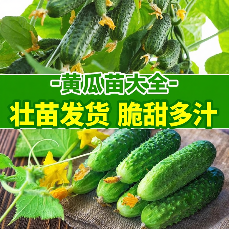 水果黄瓜苗秧四季种子阳台番茄秋季蔬菜苗秧苗盆栽南方小青瓜旱瓜