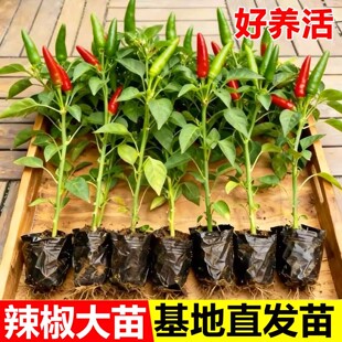超辣小米辣椒苗秧子香辣朝天椒幼苗四季南方种阳台盆栽菜园蔬菜苗