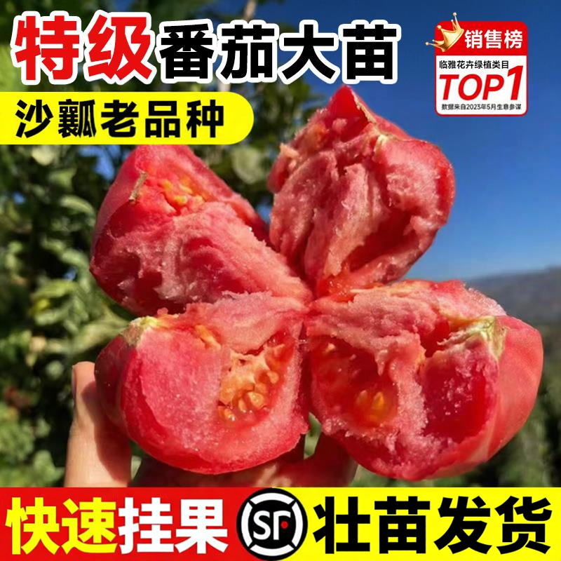 沙瓤西红柿番茄秧苗普罗旺斯番茄种子草莓圣女果籽盆栽皮薄肉厚