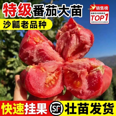 沙瓤西红柿番茄秧苗肉质饱满易活