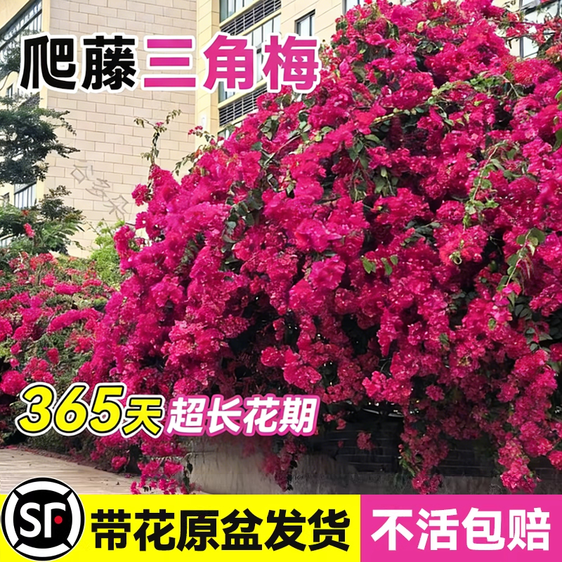 爬藤三角梅盆栽绿樱红樱老桩带花发货阳台庭院花卉绿植物四季常青,鲜花速递/花卉仿真/绿植园艺,种苗/半成品盆栽,淘宝优惠券,粉丝福利购,淘宝优惠卷