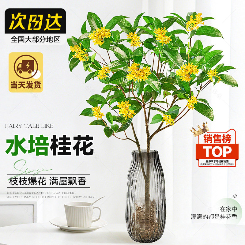 水培桂花盆栽树苗水养植物四季桂花鲜切花浓香型室内花卉好养绿植