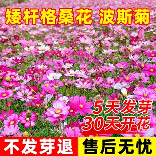 格桑花籽播种季节四季波斯菊庭院花卉七彩矮杆野花组合开花种子孑