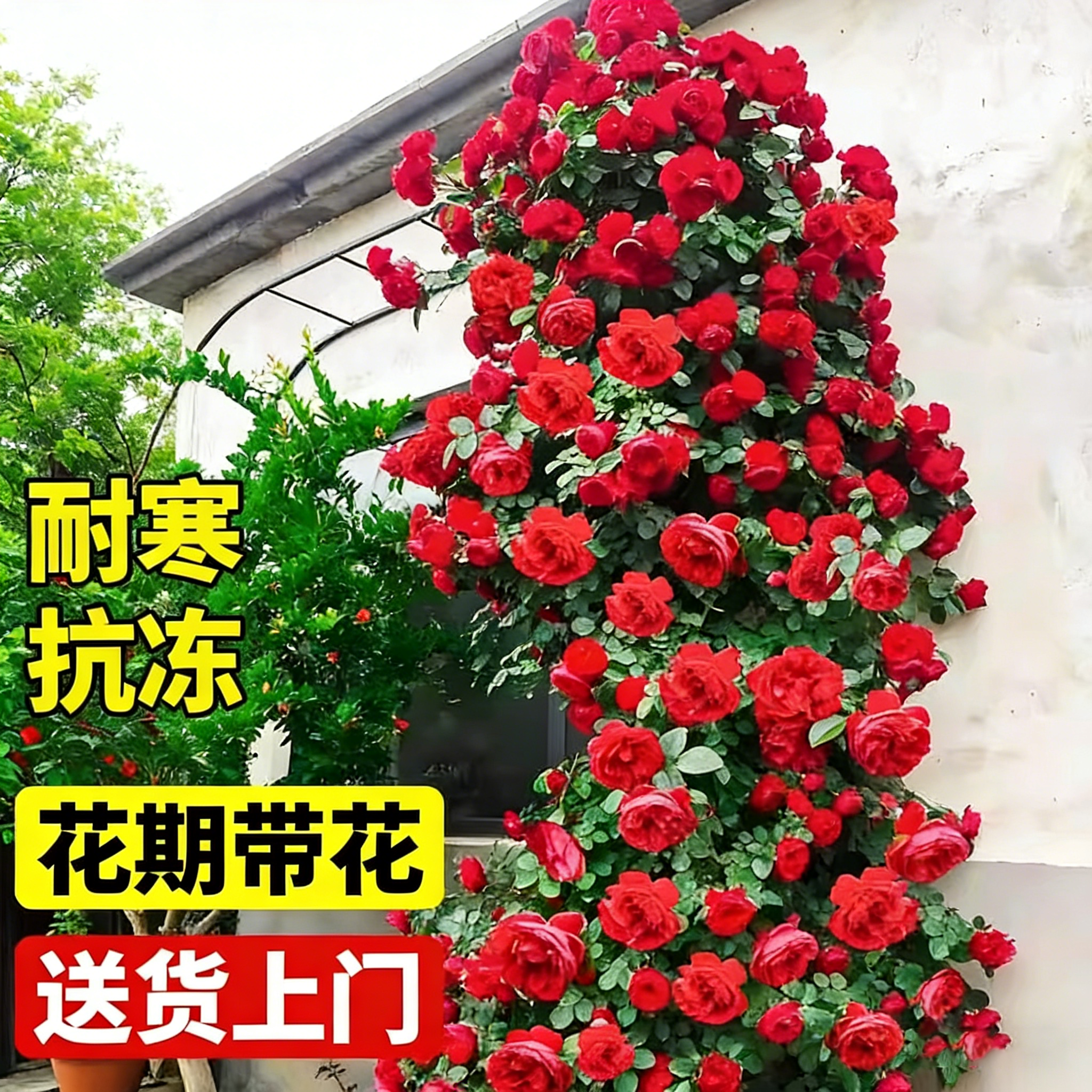 蔷薇花苗藤本月季特大花耐寒庭院爬藤植物四季开花卉阳台盆栽玫瑰,鲜花速递/花卉仿真/绿植园艺,种苗/半成品盆栽,淘宝优惠券,粉丝福利购,淘宝优惠卷