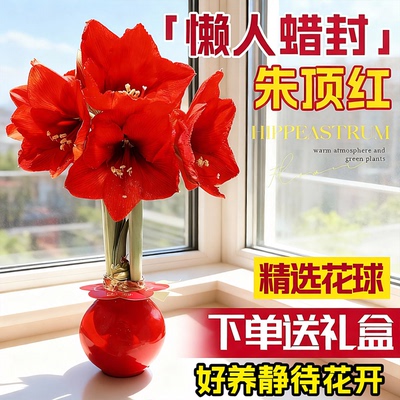 【满屋生香】蜡封朱顶红大球易活