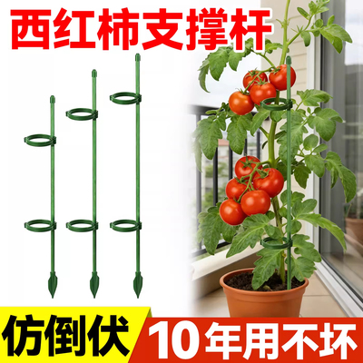 西红柿番茄辣椒固定杆爬藤花架